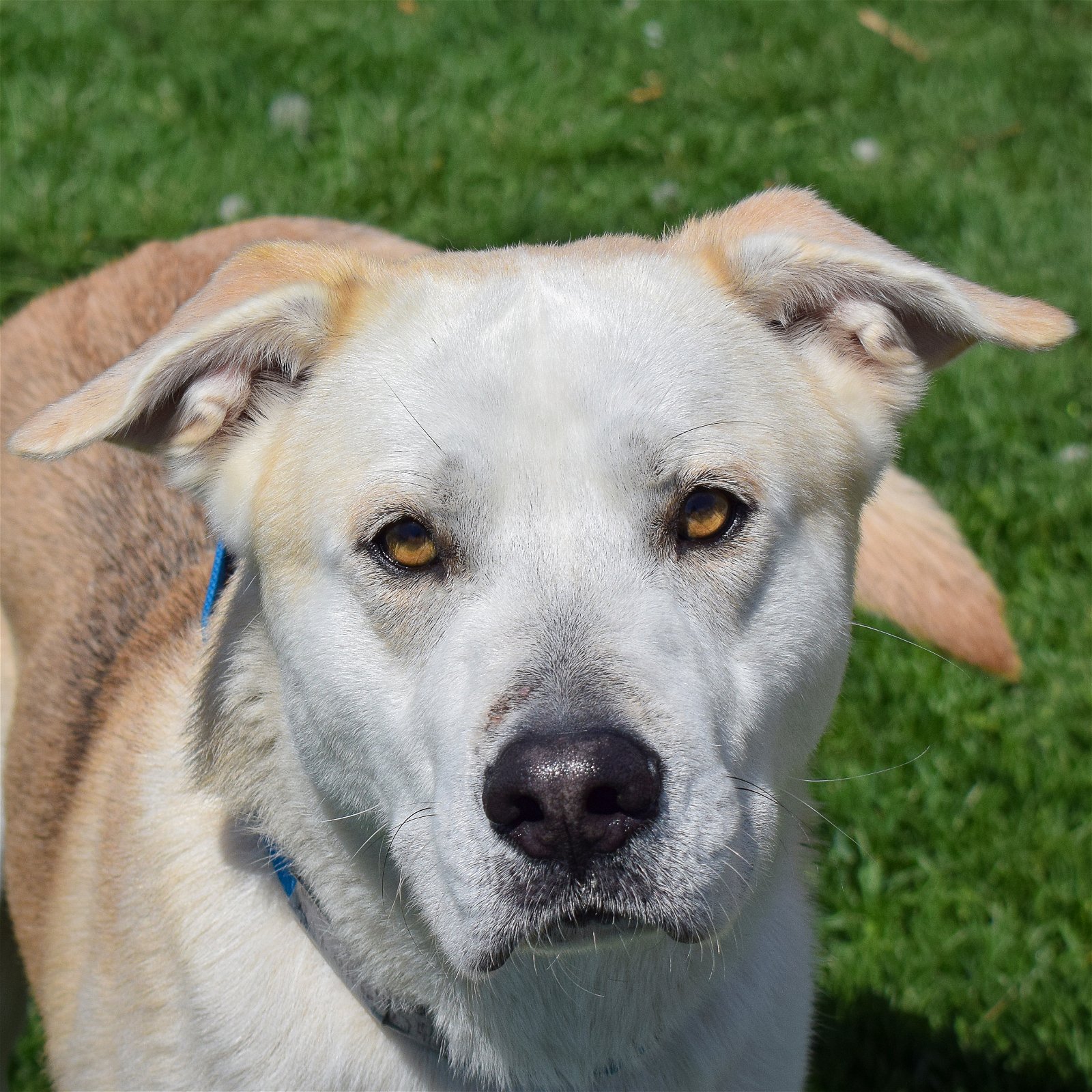 adoptable Dog in Huntley, IL named Johnston