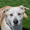 adoptable Dog in huntley, IL named Johnston