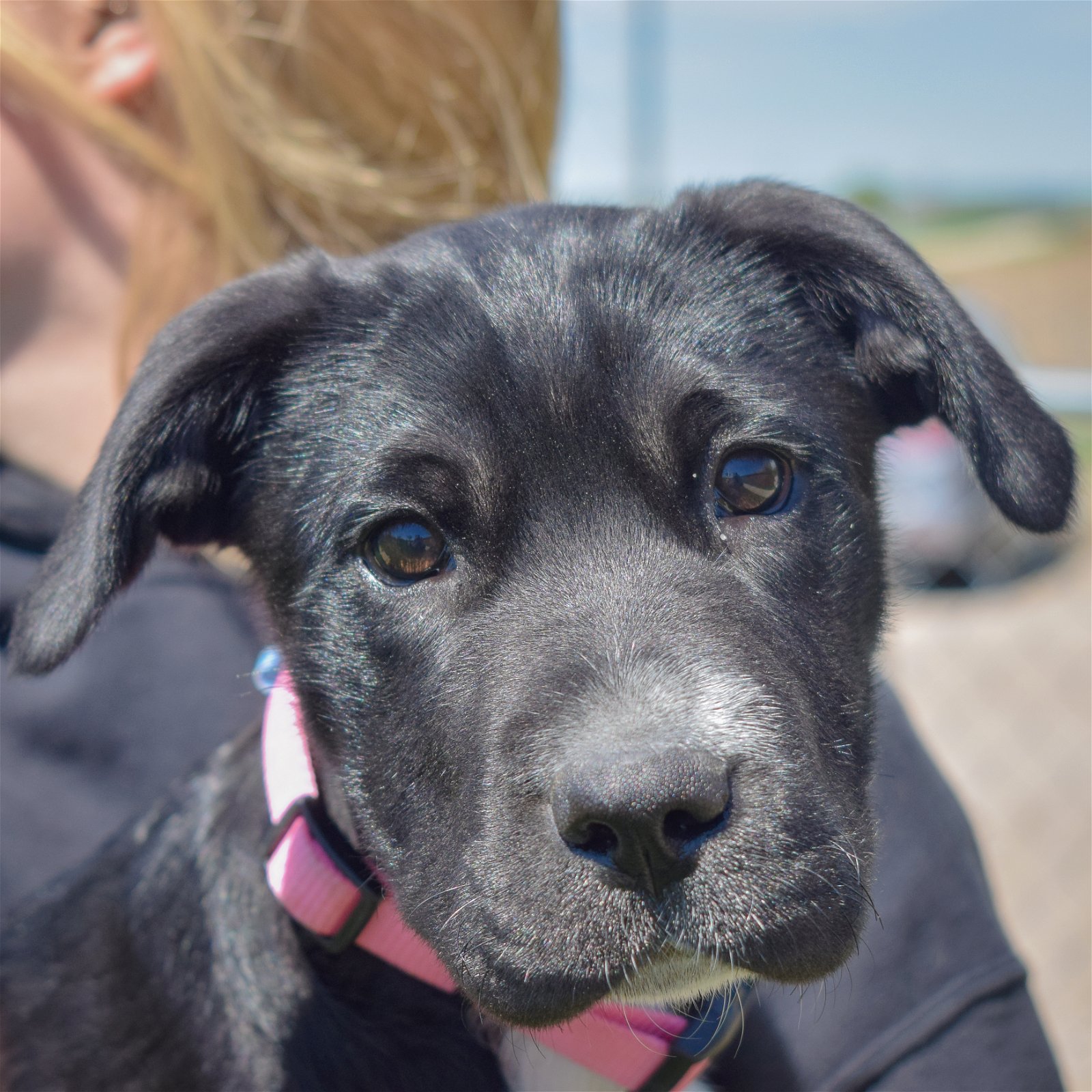 adoptable Dog in Huntley, IL named Stormy
