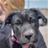 adoptable Dog in huntley, IL named Stormy