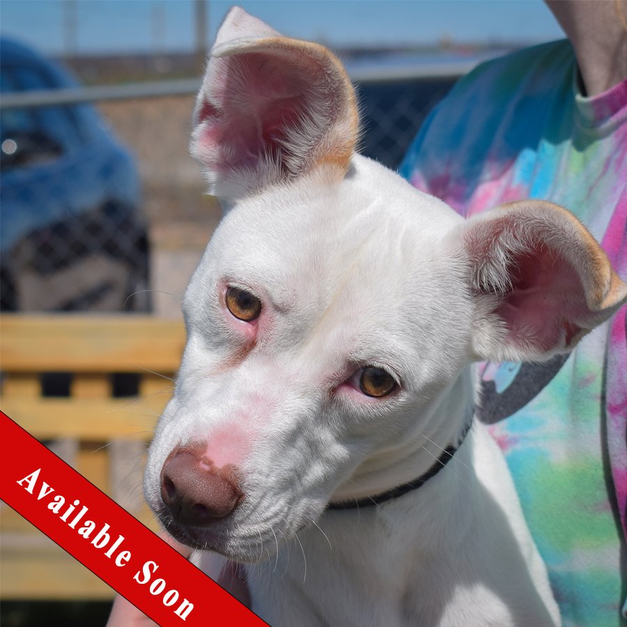 adoptable Dog in Huntley, IL named Ivory