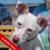 adoptable Dog in huntley, IL named Ivory