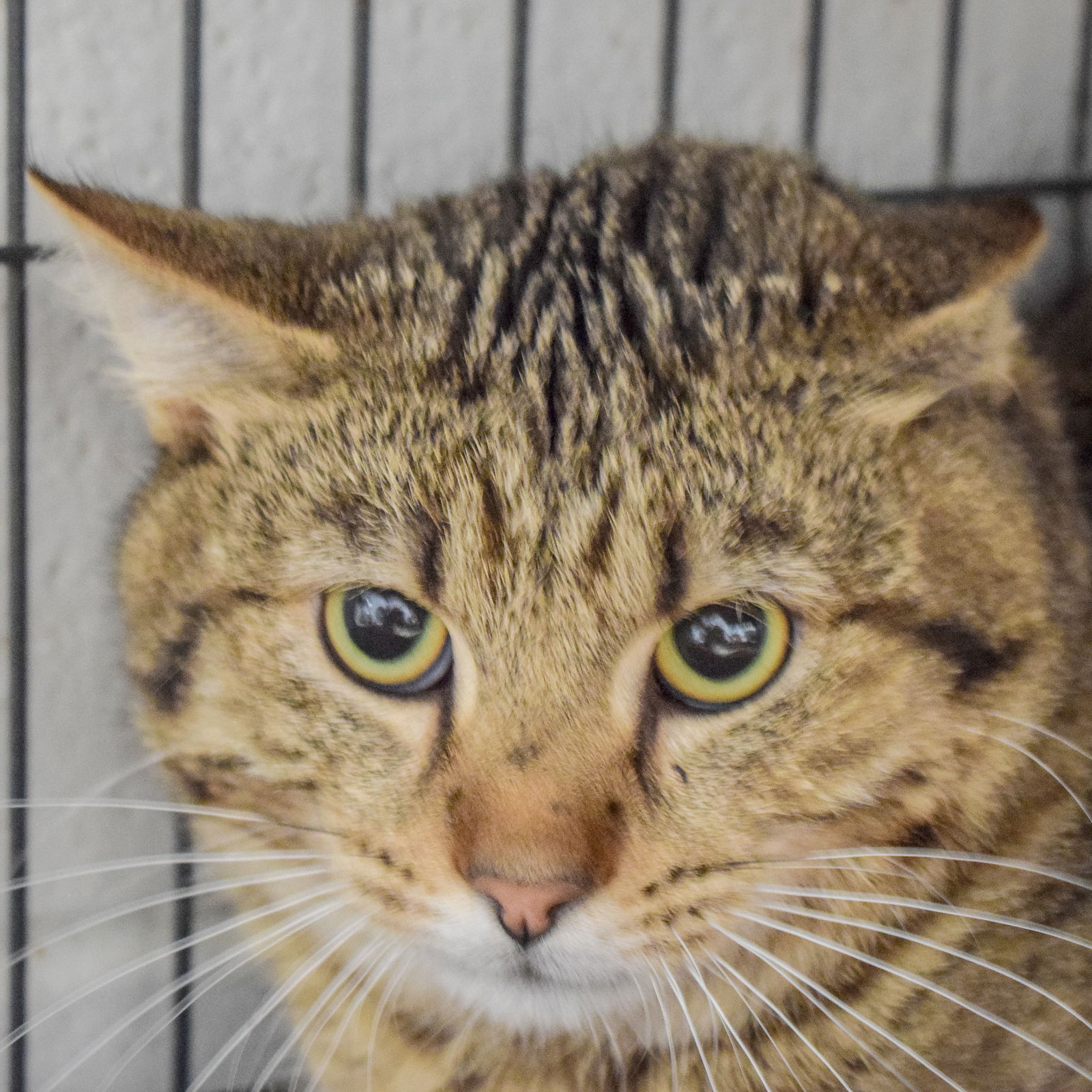 adoptable Cat in Huntley, IL named Junior