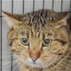 adoptable Cat in huntley, IL named Junior