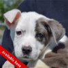 adoptable Dog in huntley, IL named Jace