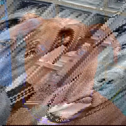 picture of the dog needing adoption
