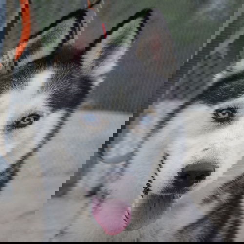 picture of the dog needing adoption