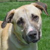 adoptable Dog in Huntley, IL named Wyatt