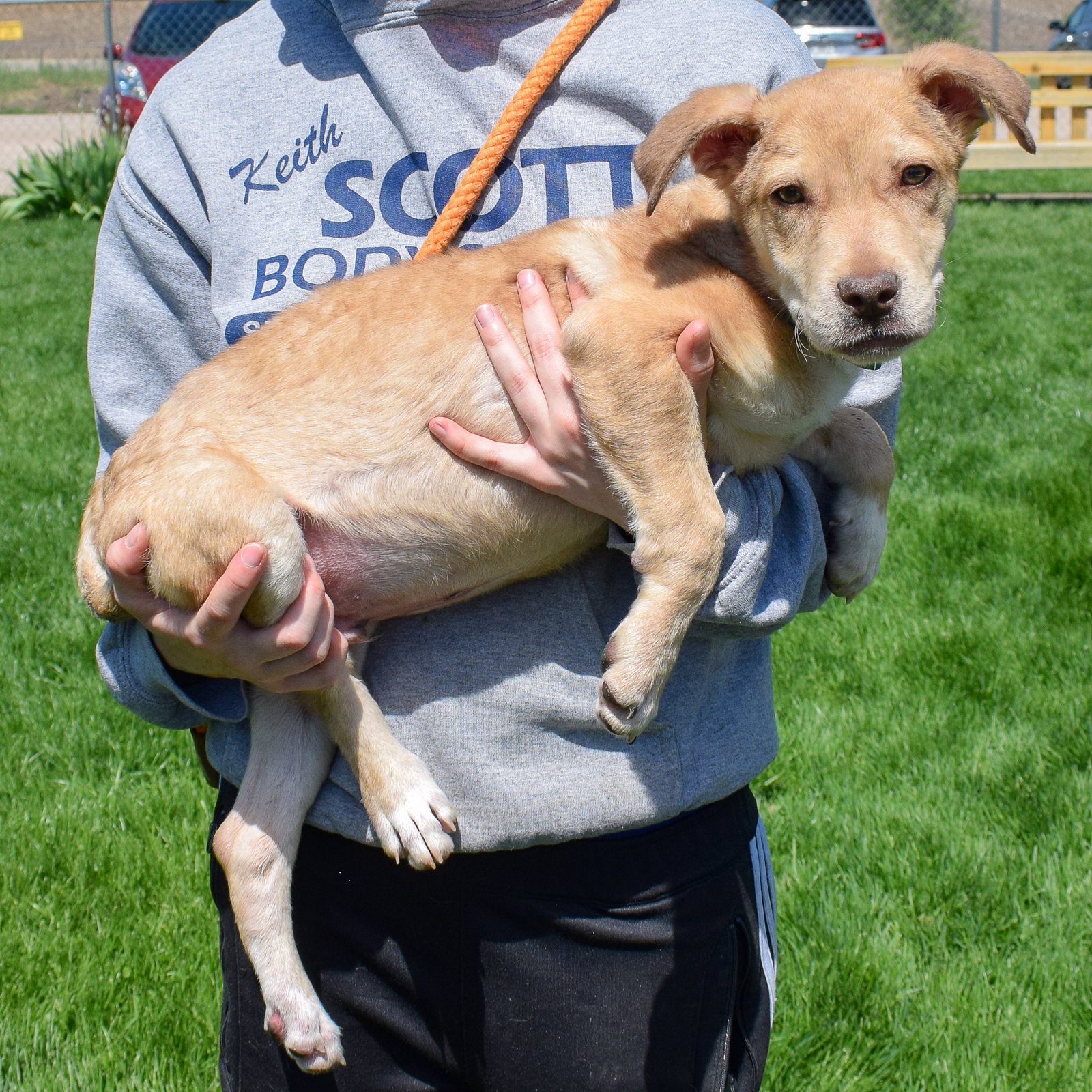 Dog for Adoption Peanut Butter, a Airedale Terrier in Loves Park, IL