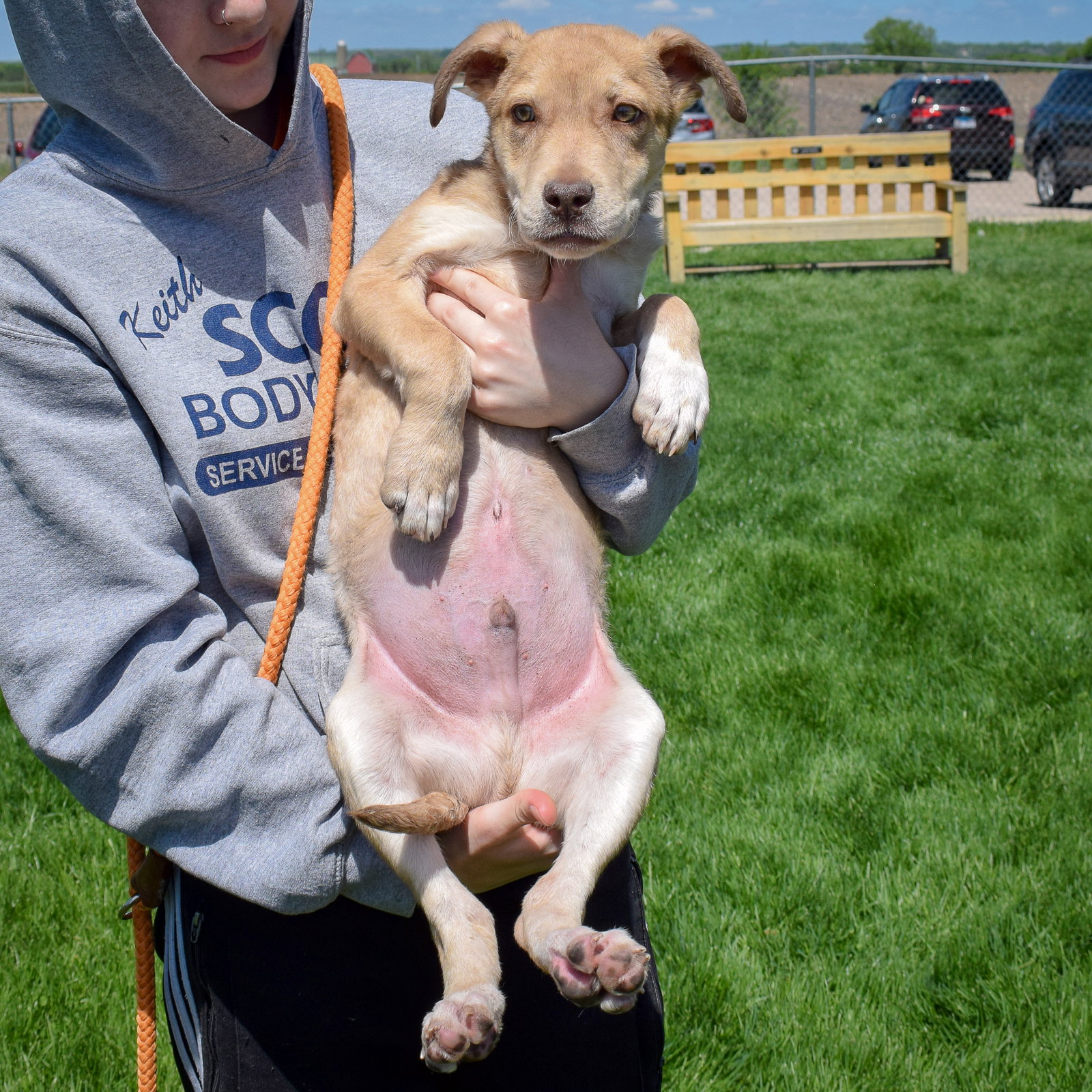 Dog for Adoption Peanut Butter, a Airedale Terrier in Loves Park, IL