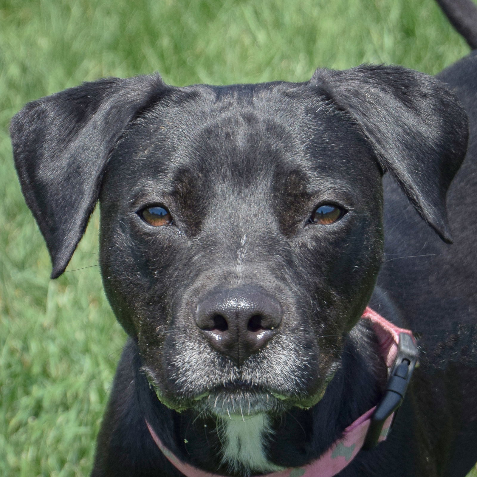 adoptable Dog in Huntley, IL named Randy