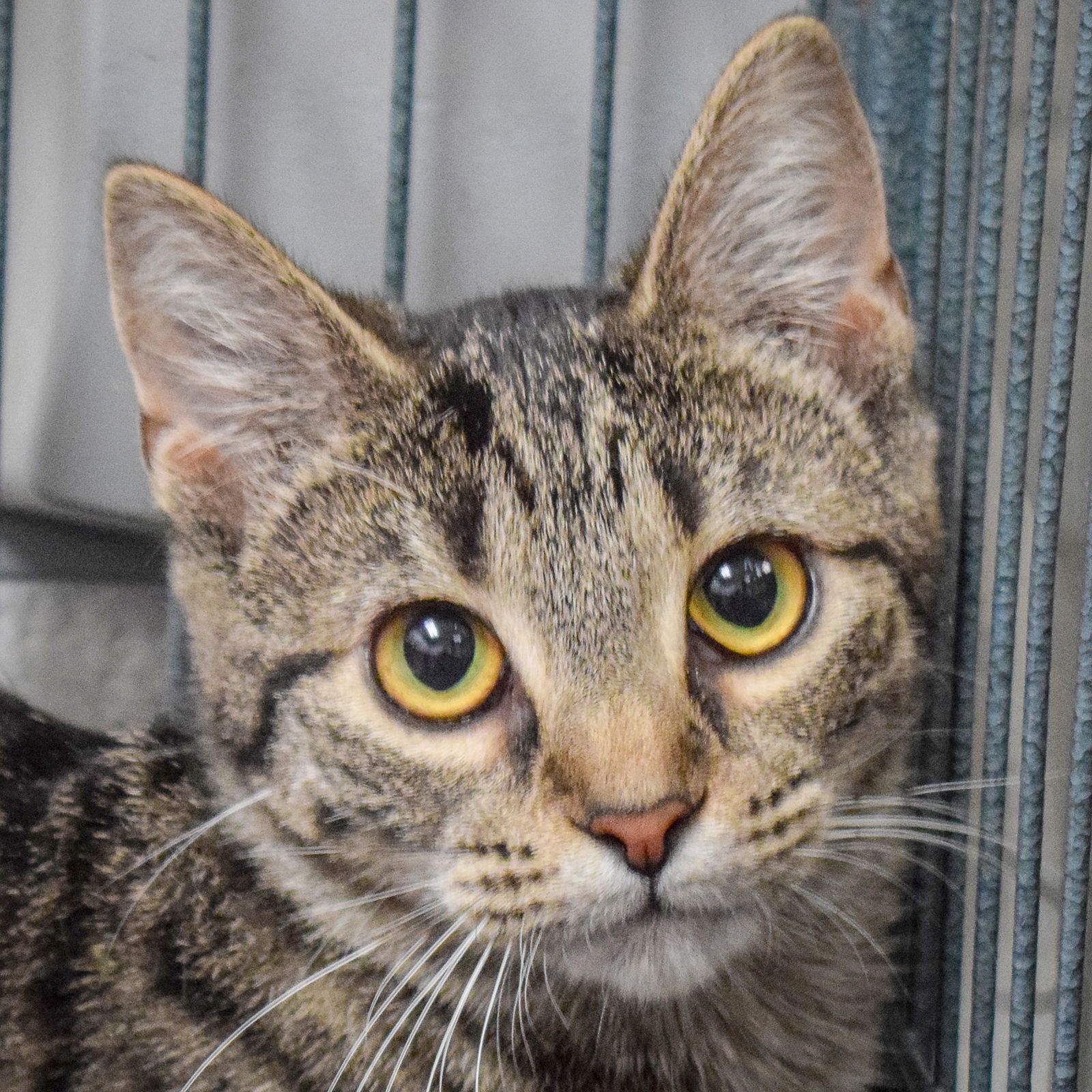 adoptable Cat in Huntley, IL named Armani