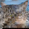 adoptable Cat in  named Savannah