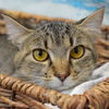 adoptable Cat in Huntley, IL named Savannah