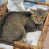 Savannah - Photo 3