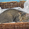 Savannah - Photo 4