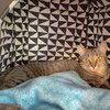 Savannah - Photo 5