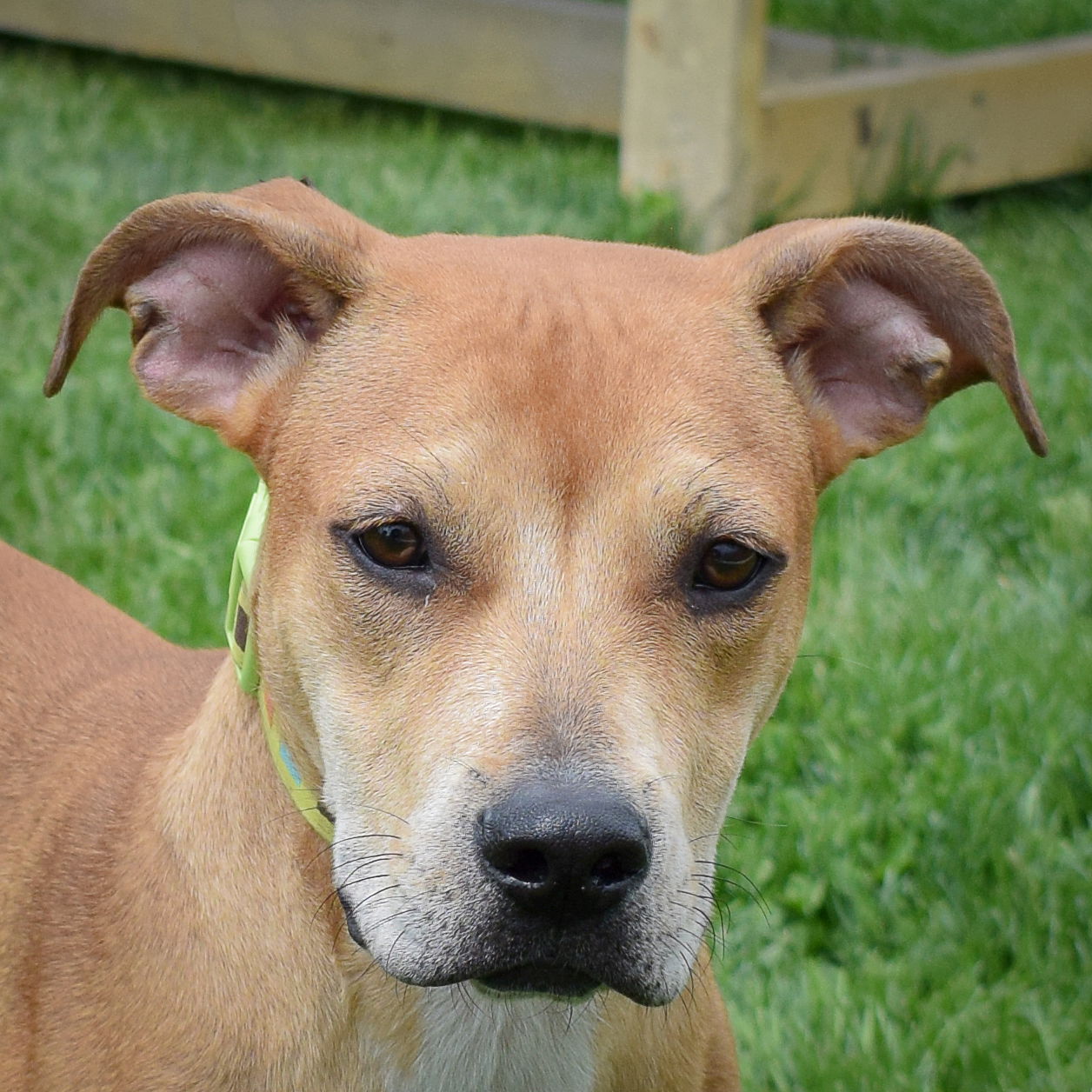 adoptable Dog in Huntley, IL named Layla