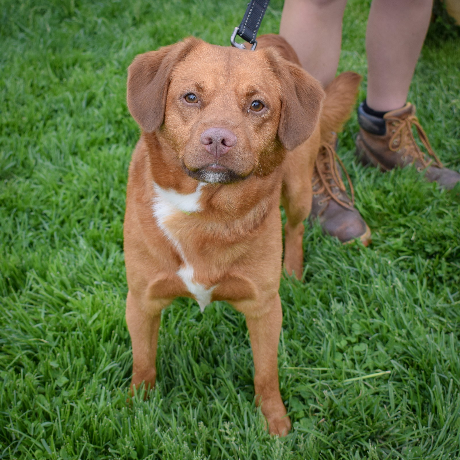 Dog for Adoption Vinny, a Golden Retriever in Huntley, IL Alpha Paw