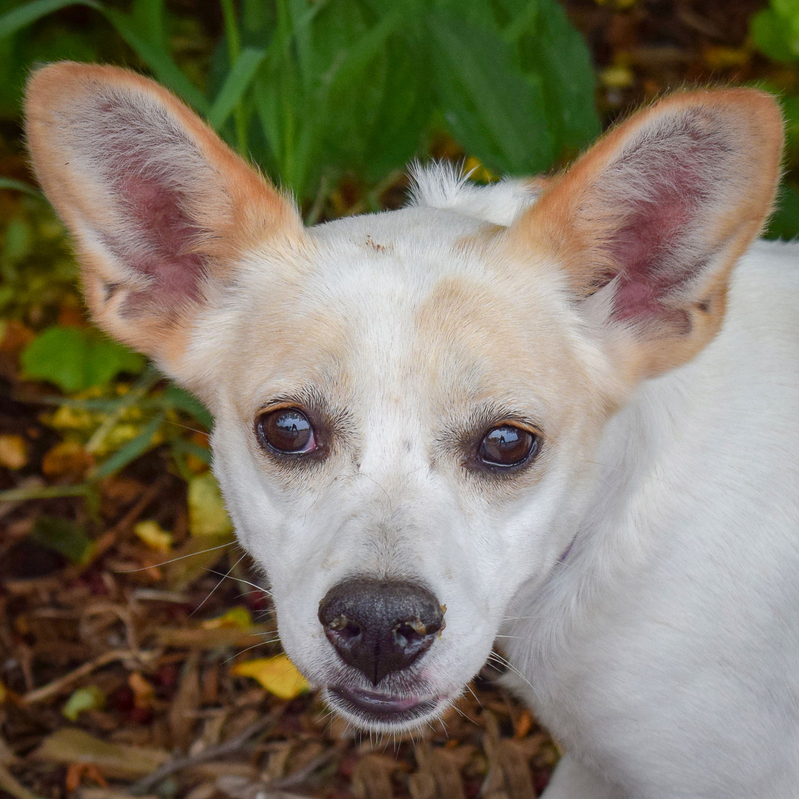 adoptable Dog in Huntley, IL named Georgia