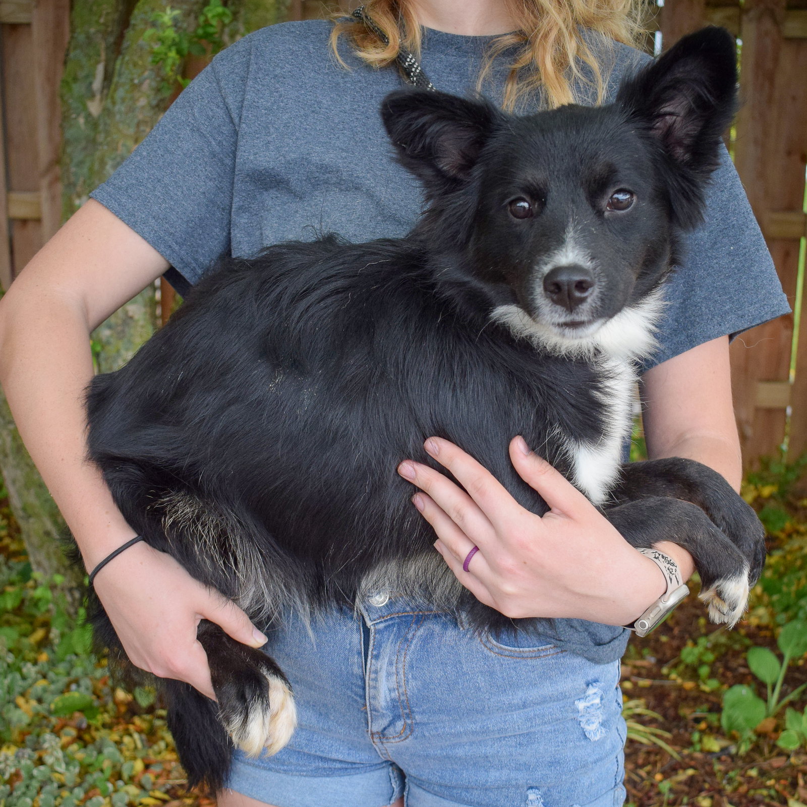 Dog for Adoption Virginia, a Papillon in Winnebago County, IL Alpha Paw