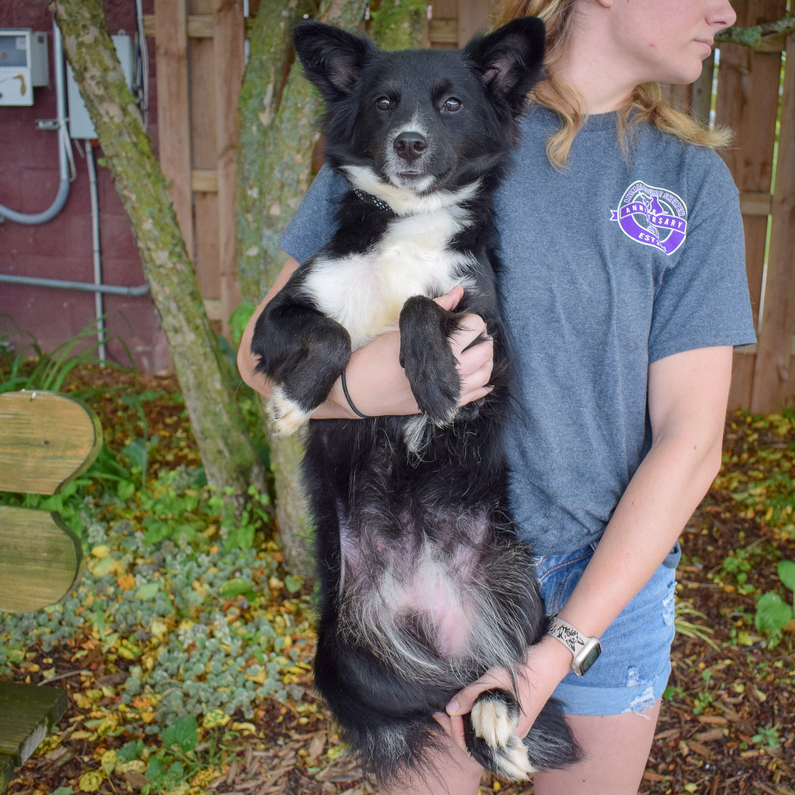 Dog for Adoption Virginia, a Papillon in Huntley, IL Alpha Paw