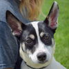 adoptable Dog in Huntley, IL named Cami