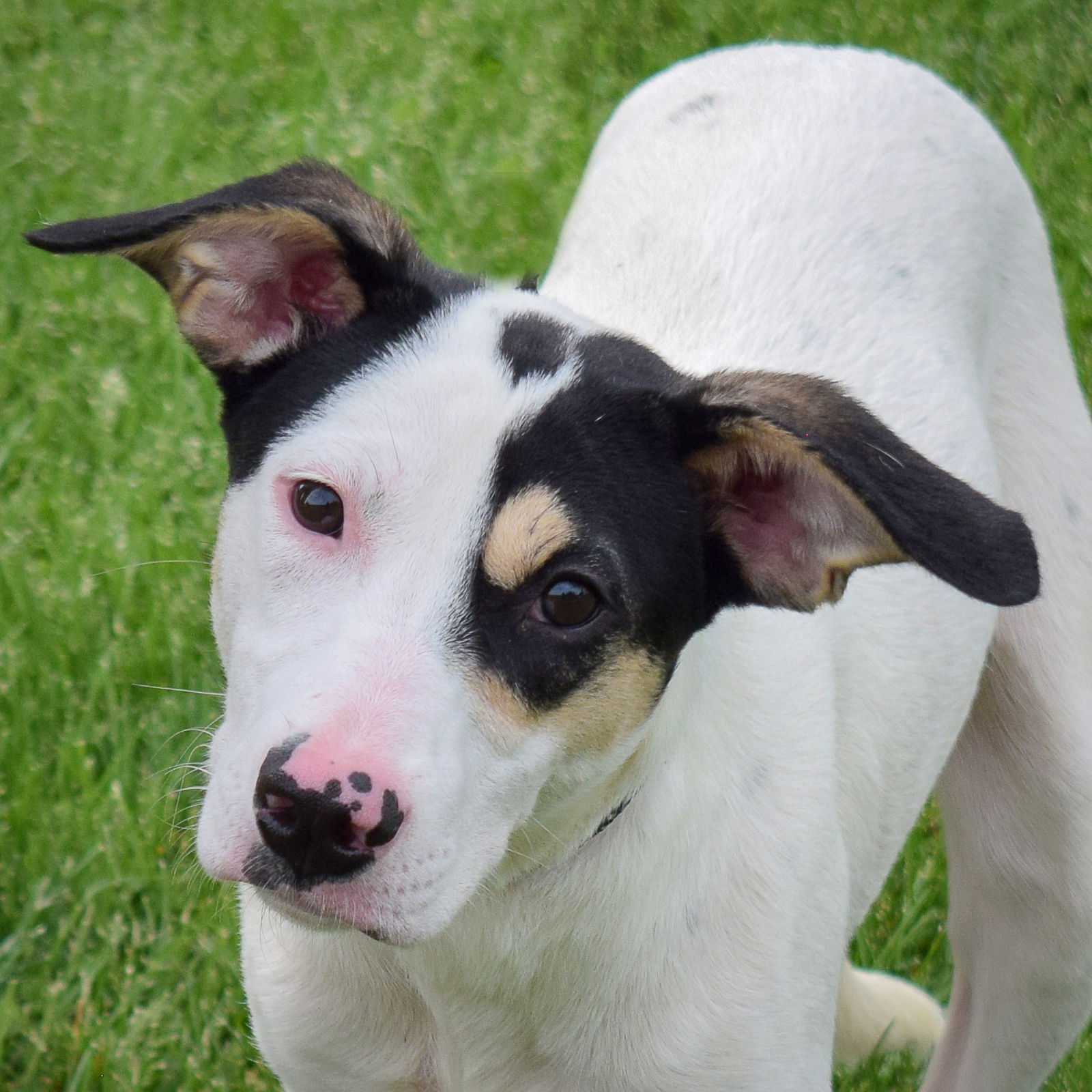 adoptable Dog in Huntley, IL named Emmi