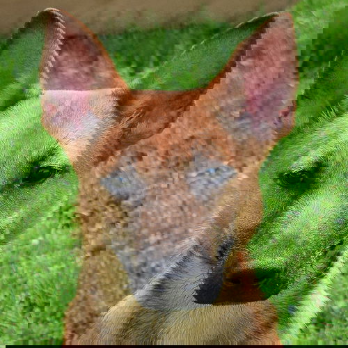picture of the dog needing adoption