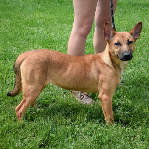 DUTCH - Belgian Shepherd Malinois / Cattle Dog available for adoption