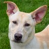 adoptable Dog in  named Funky