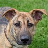 adoptable Dog in , IL named Groovy