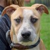adoptable Dog in , IL named Huntress
