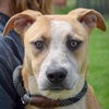 adoptable Dog in , IL named Huntress