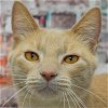adoptable Cat in  named Beethoven