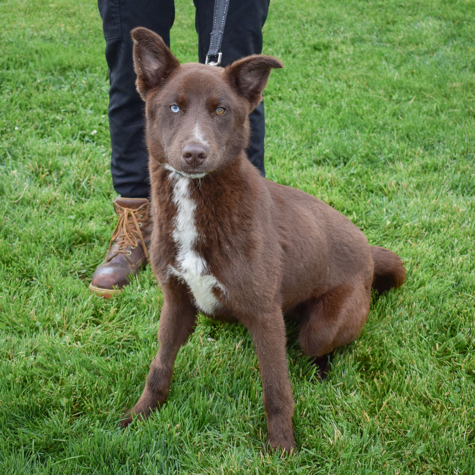 Dog for Adoption - Duke Ellington, a Chocolate Labrador Retriever in