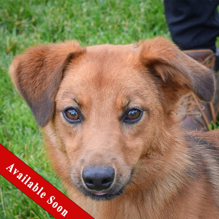 Dog For Adoption - Spinner, A Shetland Sheepdog Sheltie In Portage Park 