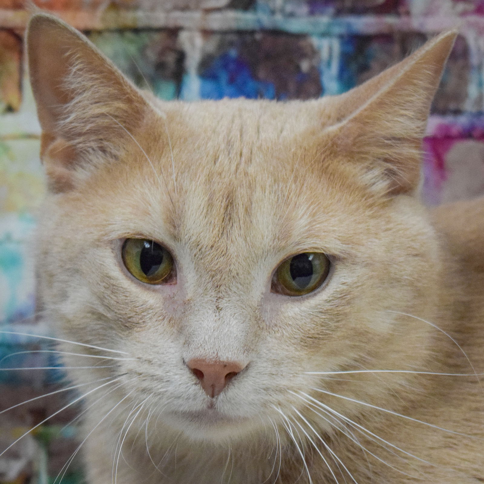 adoptable Cat in Huntley, IL named Pinky