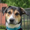 adoptable Dog in , IL named Guy