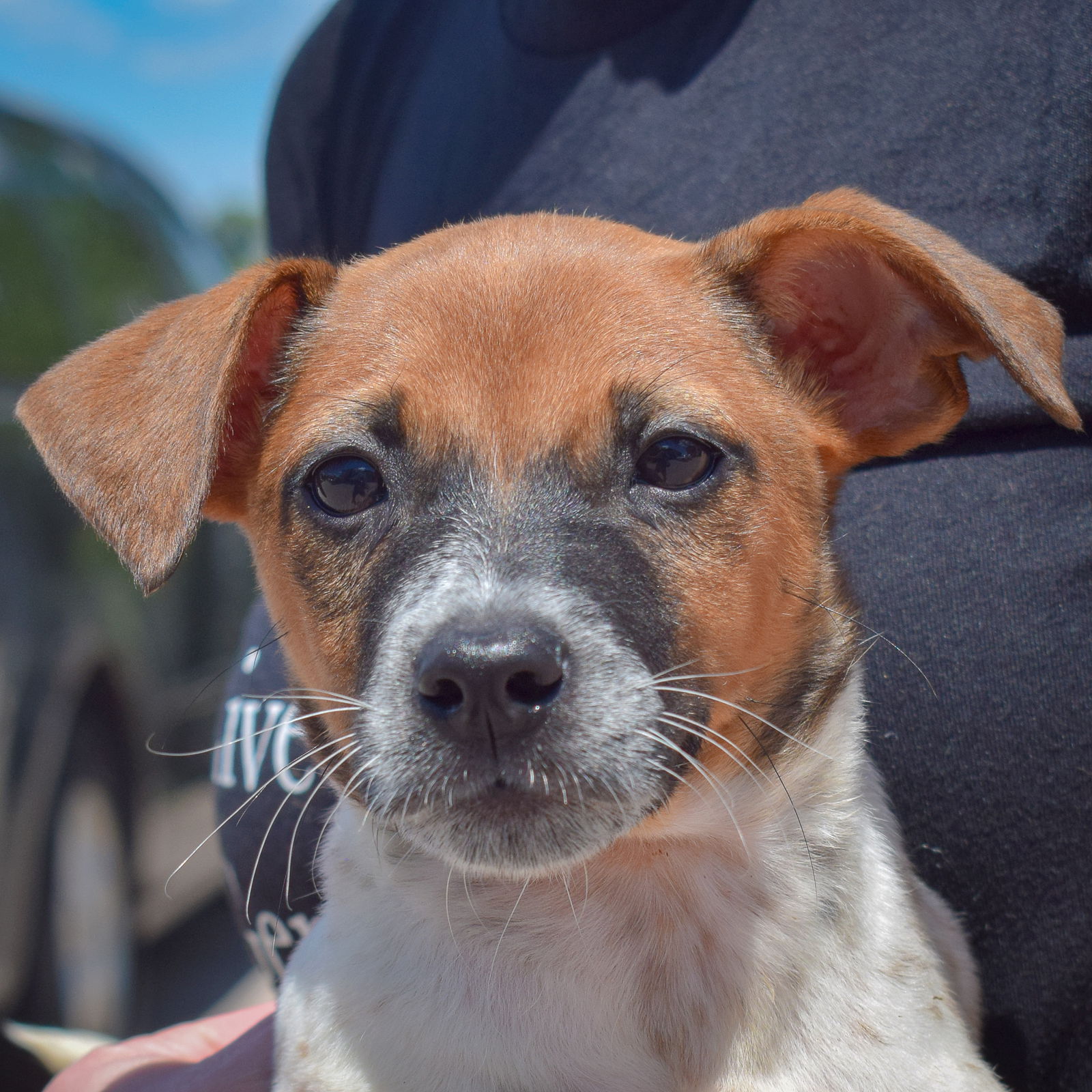 adoptable Dog in Huntley, IL named Portia