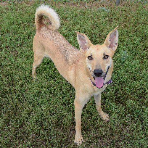 BAMBI - Yellow Labrador Retriever / Shiba Inu available for adoption