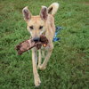 Bambi - Photo 6