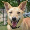 adoptable Dog in Huntley, IL named Bambi