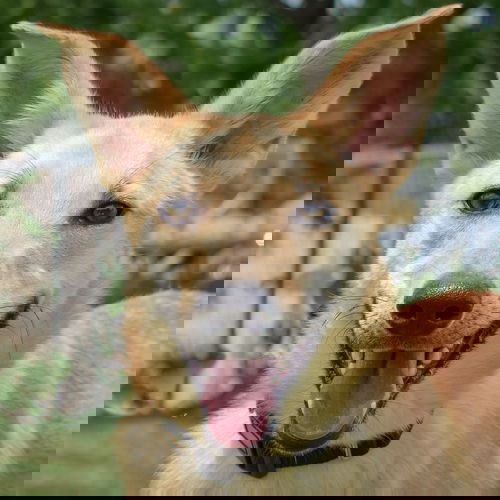 picture of the dog needing adoption