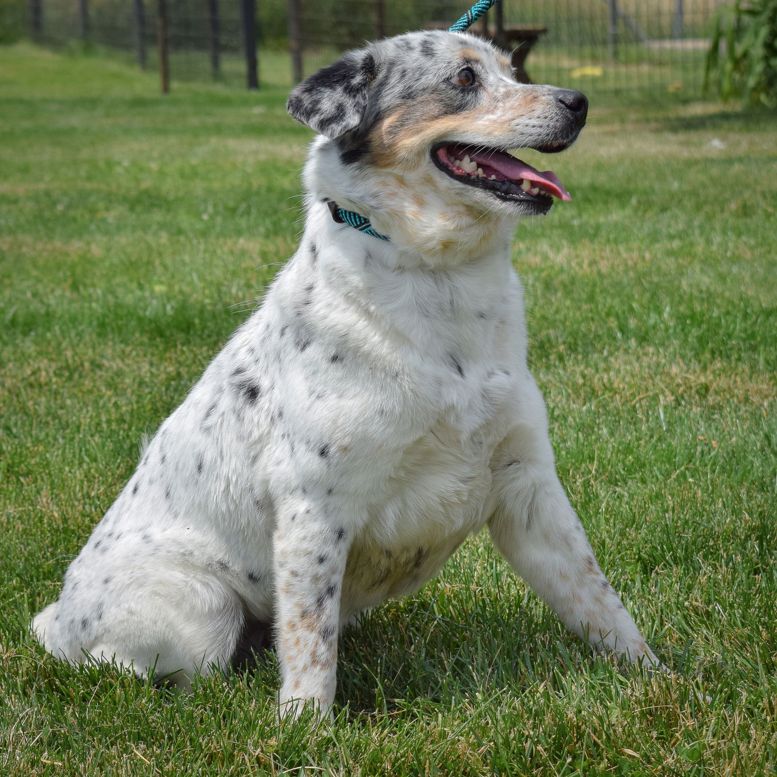 Dog for Adoption - Taffy, a Australian Cattle Dog/Blue Heeler in ...