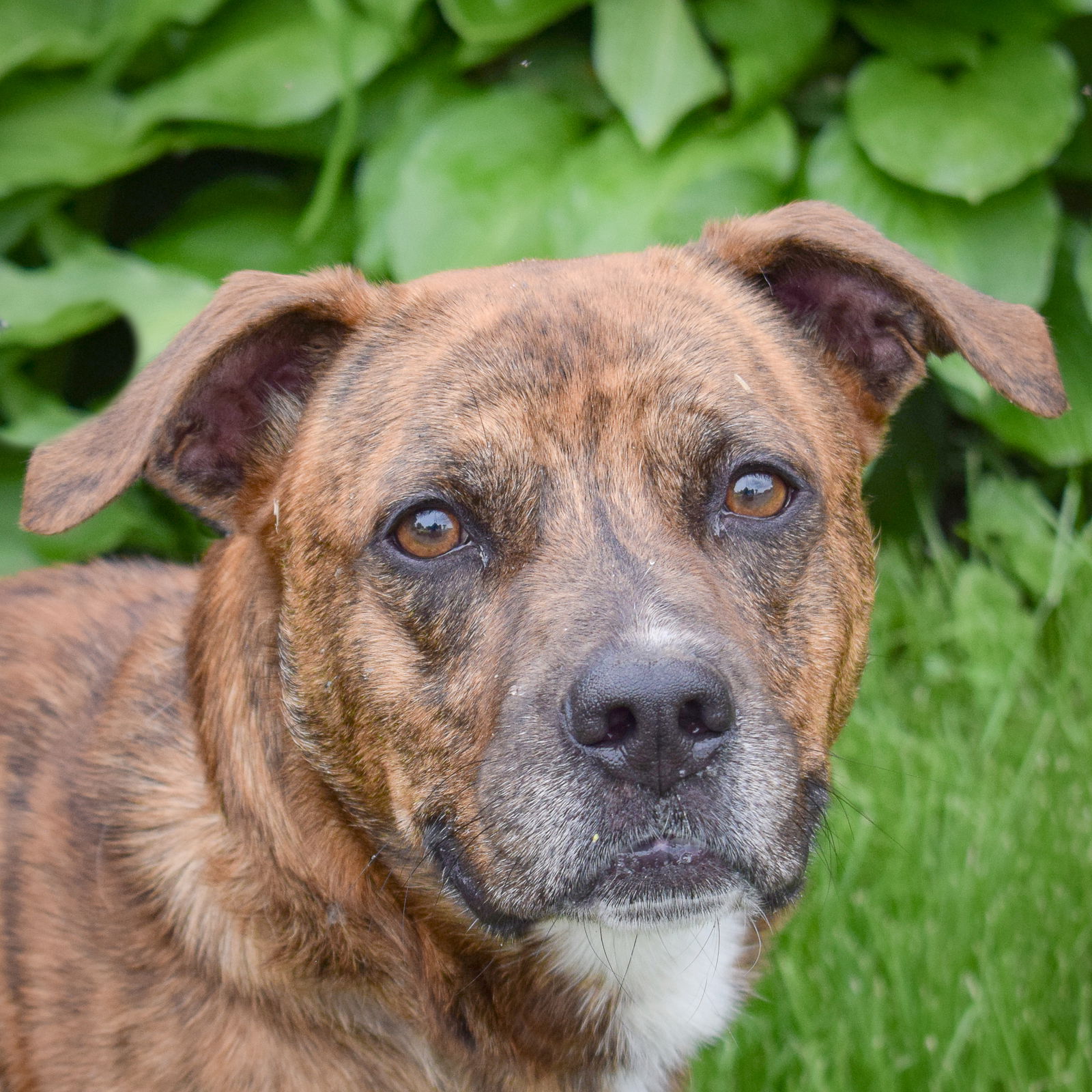 adoptable Dog in Huntley, IL named Romeo