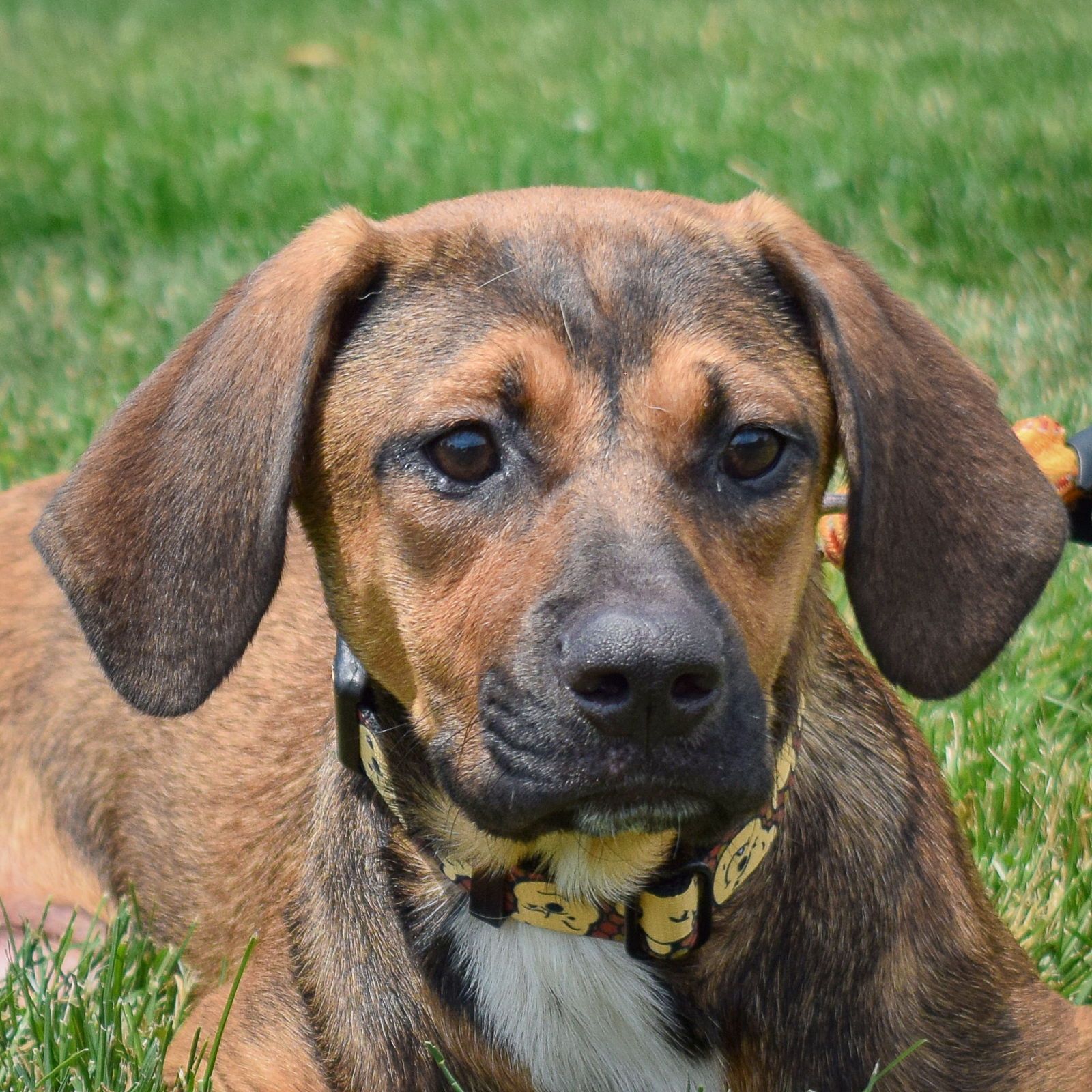 adoptable Dog in Huntley, IL named Snow