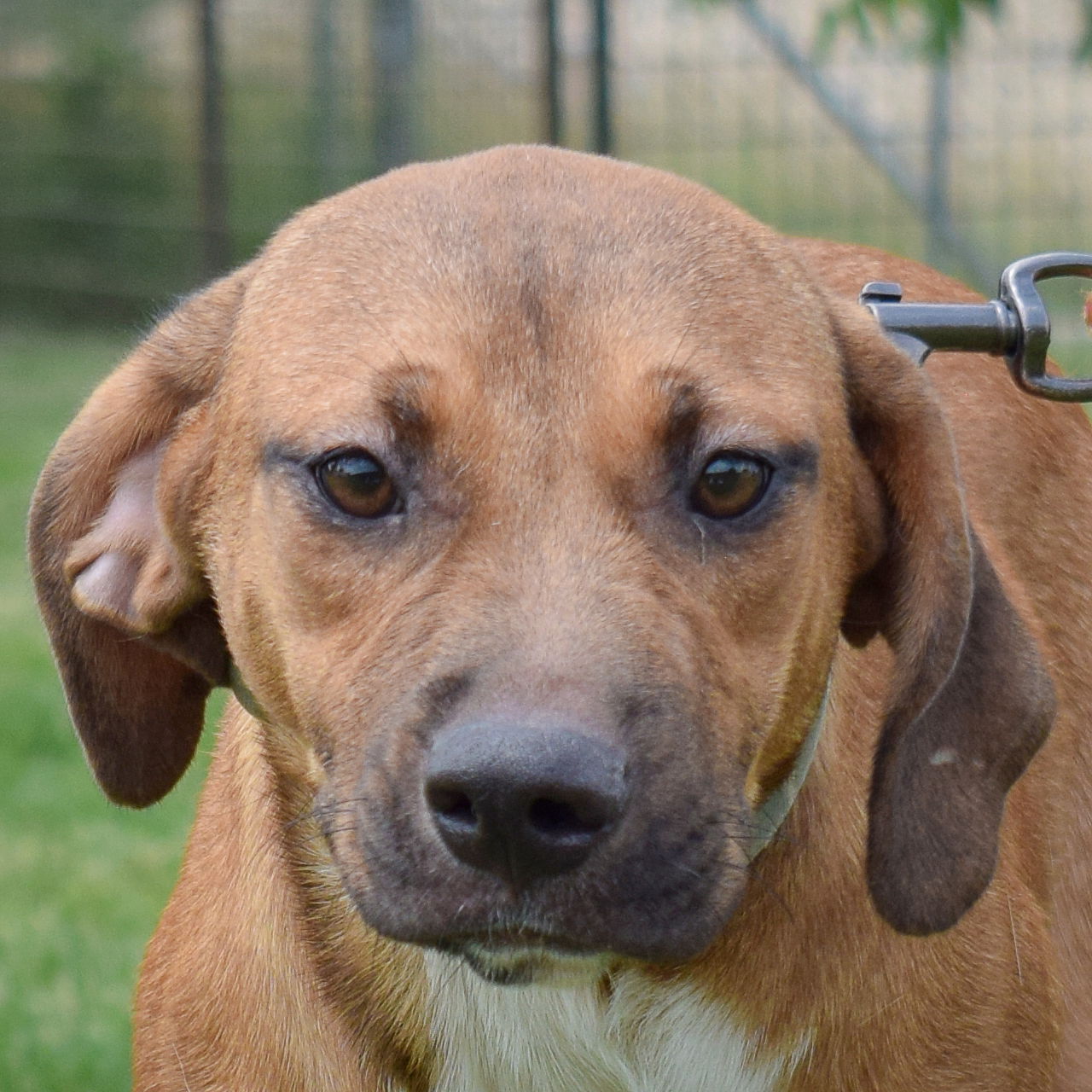 adoptable Dog in Huntley, IL named Windy