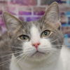 adoptable Cat in Huntley, IL named Finagin Grey