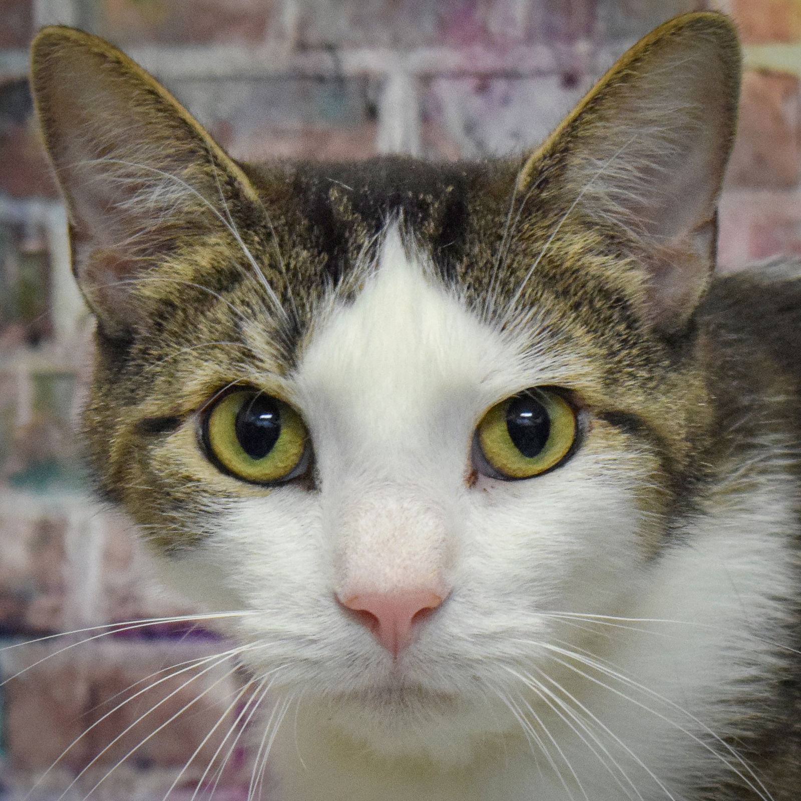 adoptable Cat in Huntley, IL named Mickey